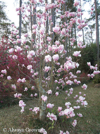japanese magnolia tree pictures. is the Japanese Magnolia.