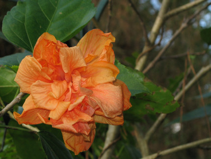2008-106-peach-hibiscus-reduced-v2-020.jpg