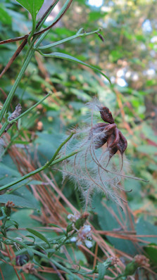 autumn-clem-seedhead-crop-redu