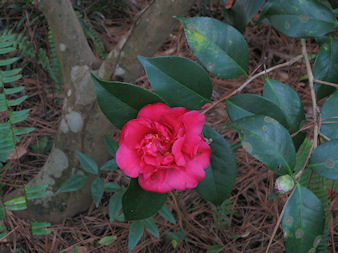 dk-pink-camellia-redu