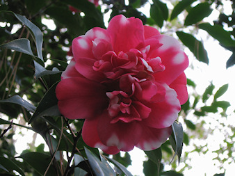 red-and-white-camellia