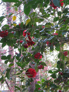 red-camellia-redu1