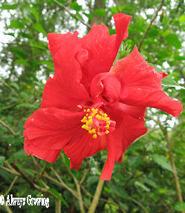 Red Hibiscus (redu)