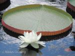 Water Lily Wh – Giant (redu)