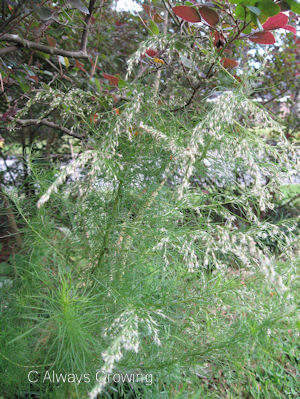 Artemisia - Southernwood 2 (redu)